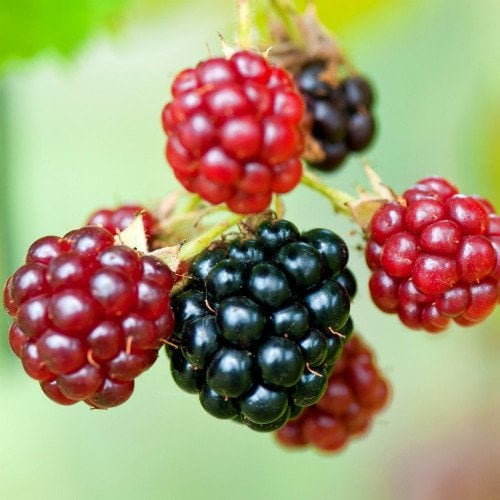 Böğürtlenin Rengi