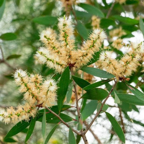 Niaouli Uçucu Yağı