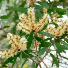 Niaouli Uçucu Yağı