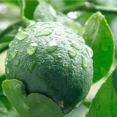 Yeşil Limon