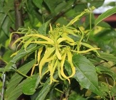 Ylang Ylang Hidrosolu