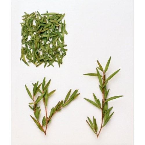 Tea Tree Uçuçu Yağı (Çay Ağacı Yağı)