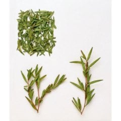 Tea Tree Uçuçu Yağı (Çay Ağacı Yağı)