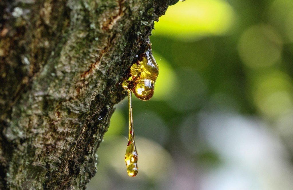 Frankincense Hidrolatı