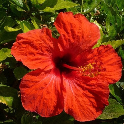 Hibiskus Özü