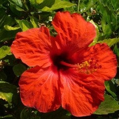 Hibiskus Özü