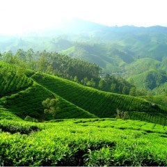 CP Green Tea