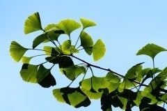 Gingko Özü