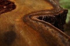 Oud (Agarwood) Esansı (Odun Kokusu)