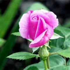 CP Rose of Isparta